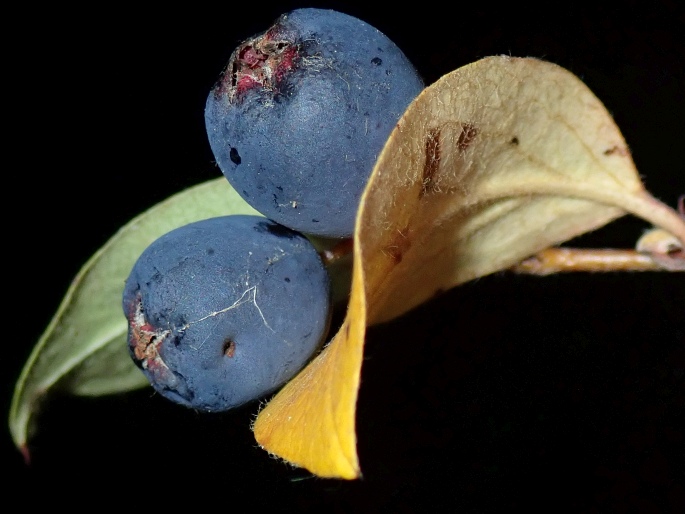 Cotoneaster acutifolius