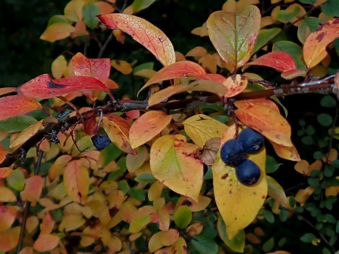 Cotoneaster acutifolius