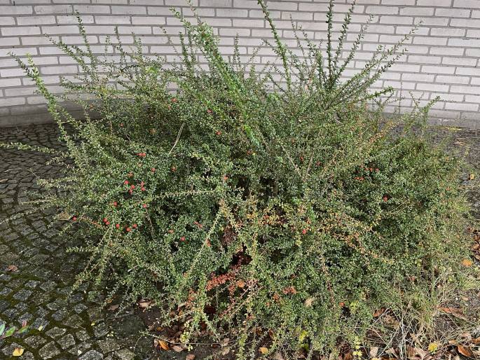 Cotoneaster conspicuus