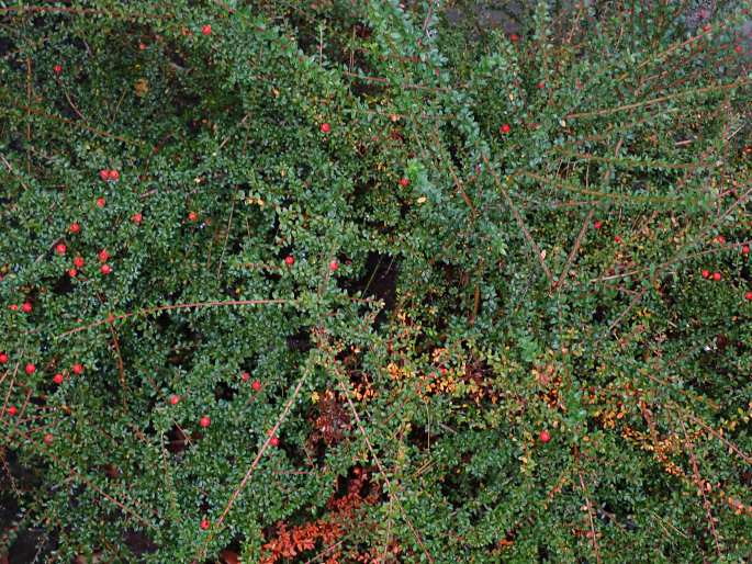 Cotoneaster conspicuus