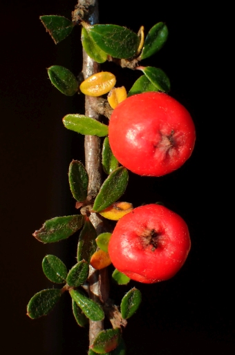 Cotoneaster conspicuus