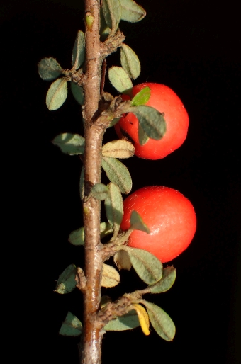 Cotoneaster conspicuus