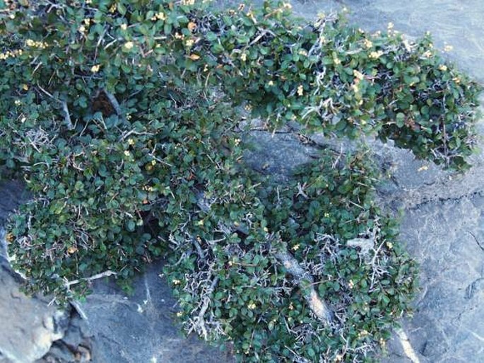 Cotoneaster nummularius