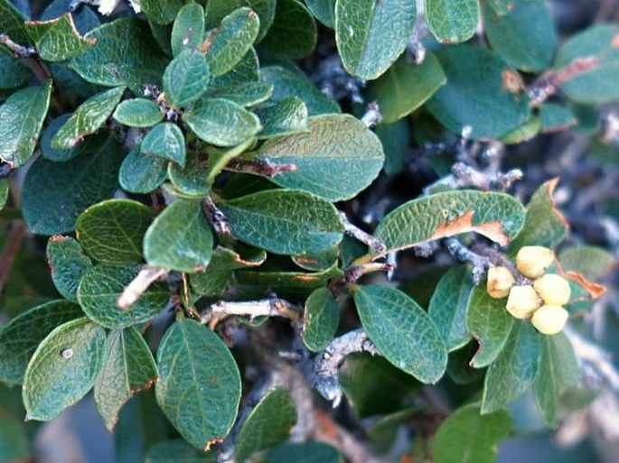 Cotoneaster nummularius