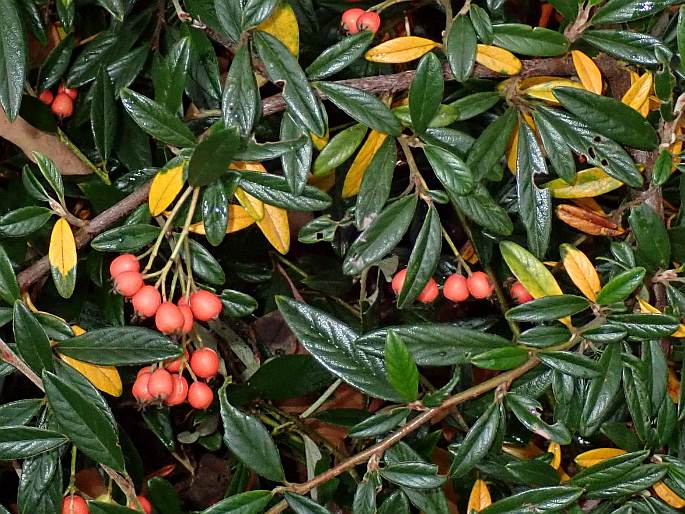 Cotoneaster salicifolius