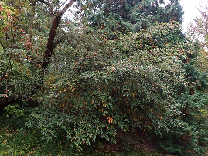 Cotoneaster salicifolius