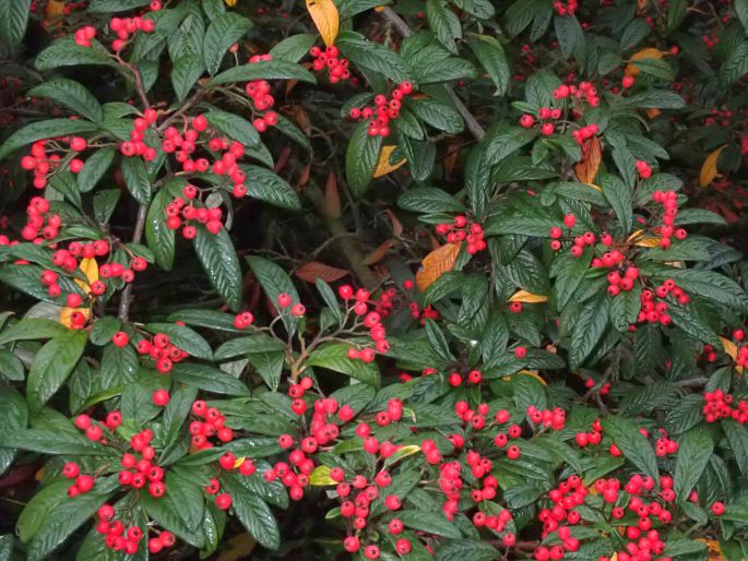 Cotoneaster salicifolius