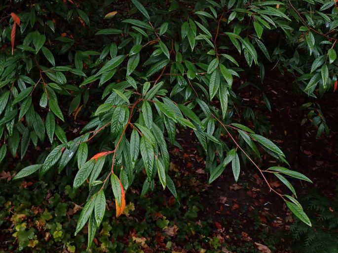 Cotoneaster salicifolius