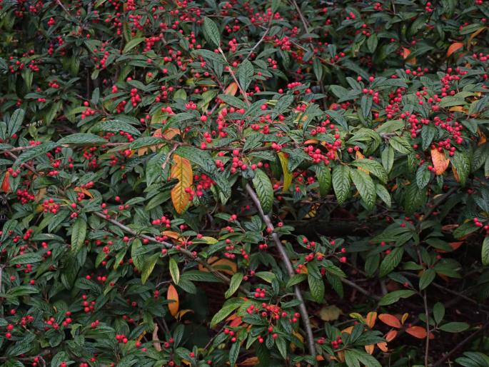 Cotoneaster salicifolius