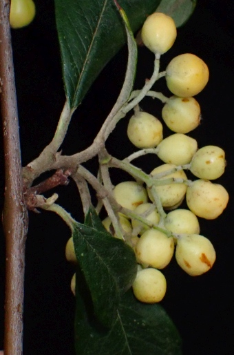 Cotoneaster salicifolius