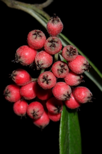 Cotoneaster salicifolius