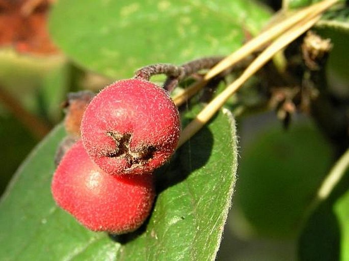 Cotoneaster tomentosus