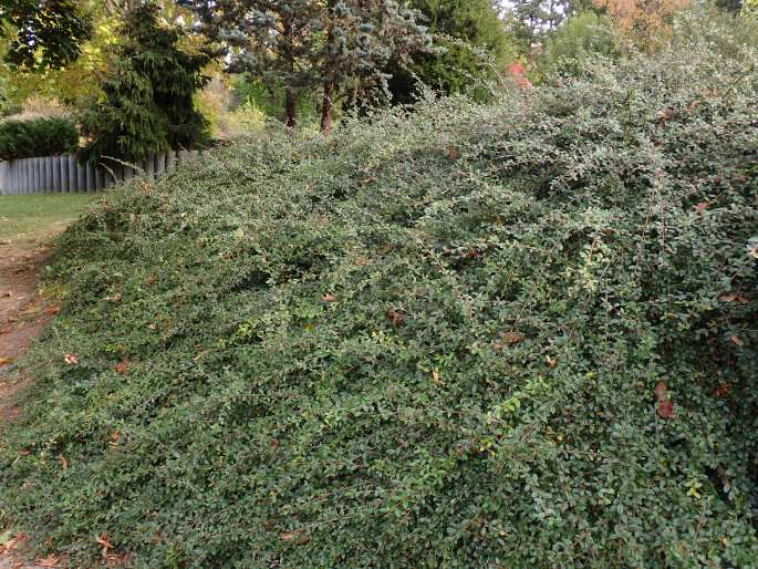 Cotoneaster × suecicus