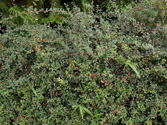 Cotoneaster × suecicus