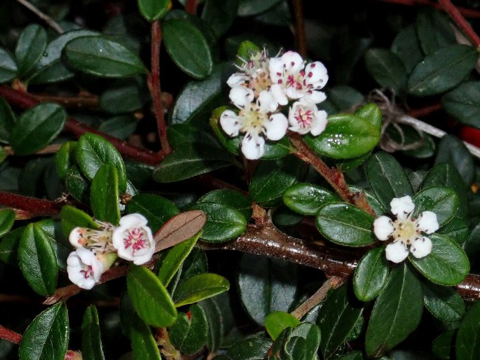 Cotoneaster × suecicus