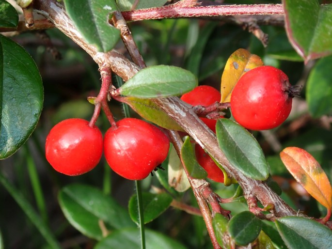 Cotoneaster × suecicus