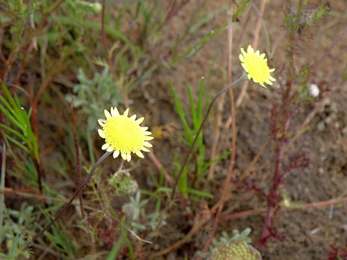 Cotula turbinata