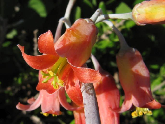 Cotyledon orbiculata