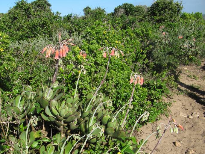 Cotyledon orbiculata