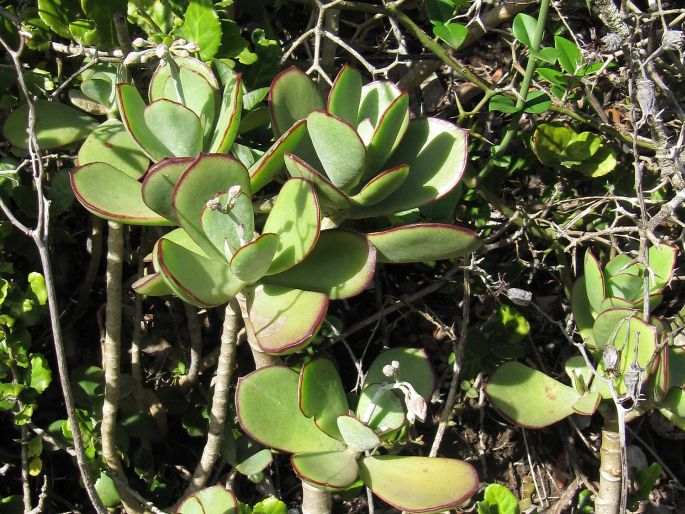 Cotyledon orbiculata