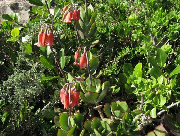 Cotyledon orbiculata