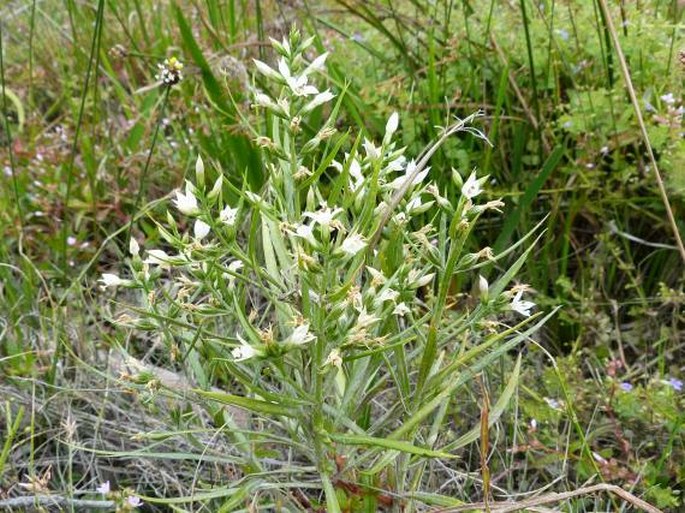 Coutoubea ramosa