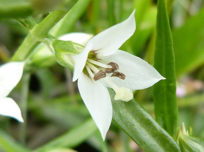 Coutoubea ramosa