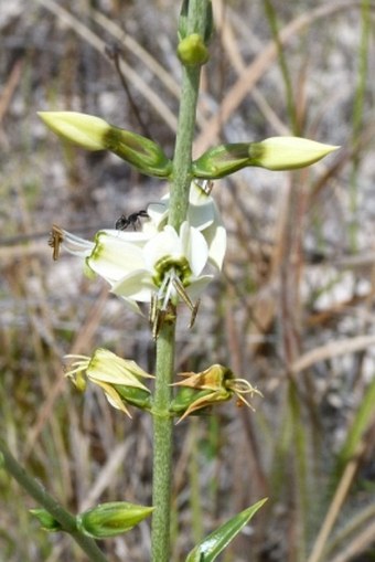 Coutoubea reflexa