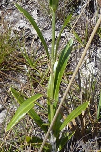 Coutoubea reflexa