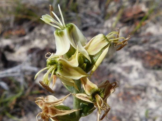 COUTOUBEA REFLEXA Benth.