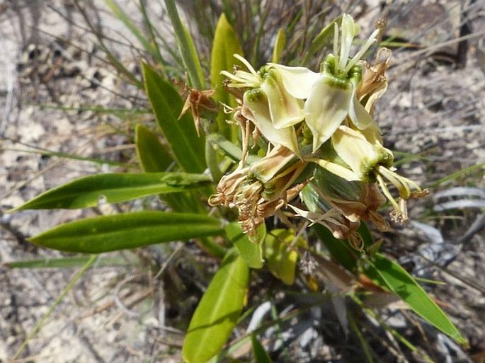 Coutoubea reflexa