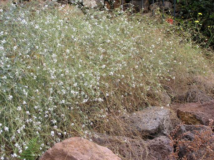 Crambe fruticosa