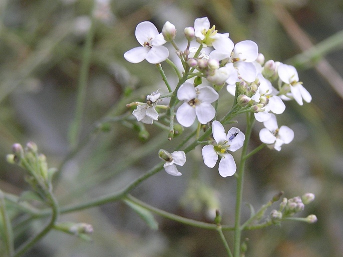 Crambe fruticosa