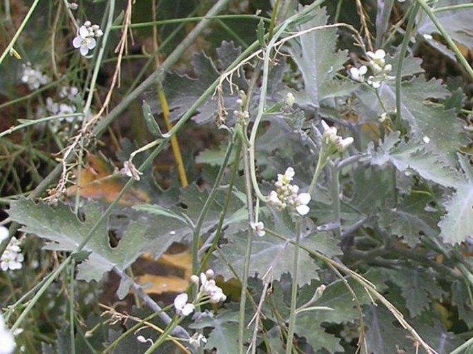 Crambe fruticosa