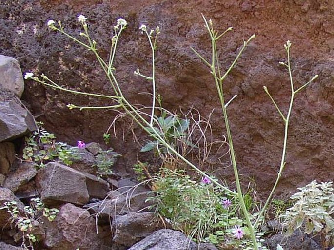 Crambe laevigata