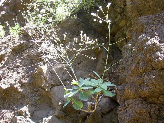 Crambe laevigata