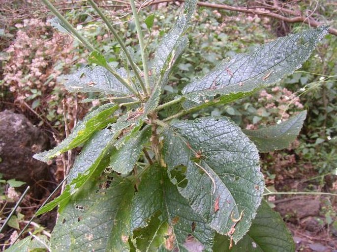 Crambe pritzelii