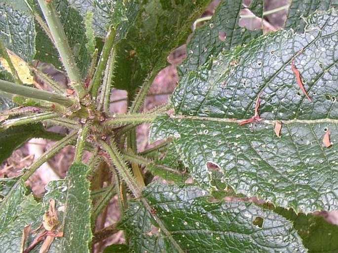 Crambe pritzelii