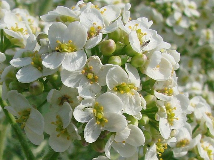 Crambe tataria