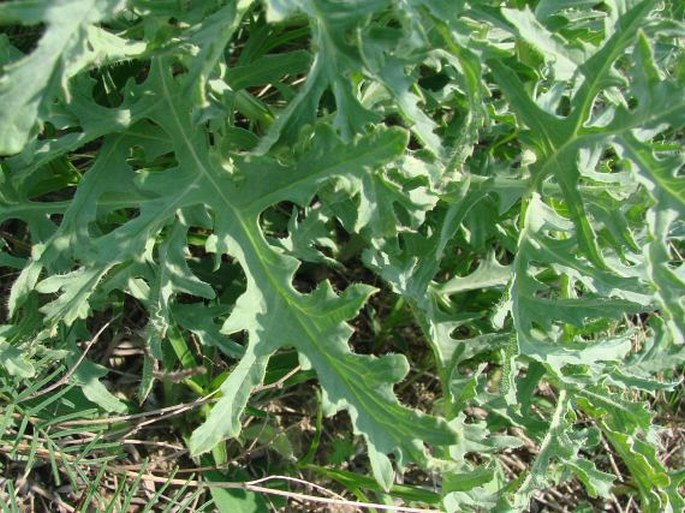 Crambe tataria