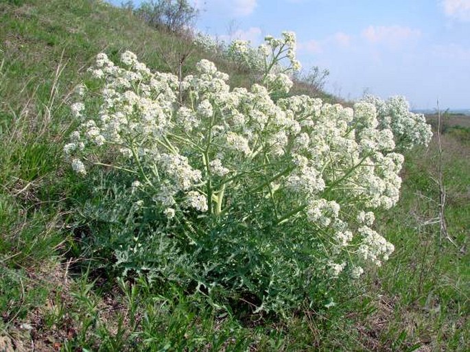 Crambe tataria