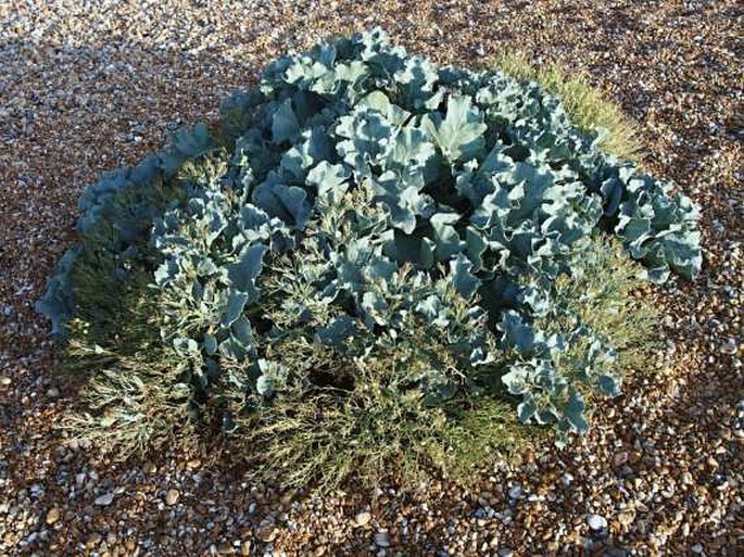 Crambe maritima