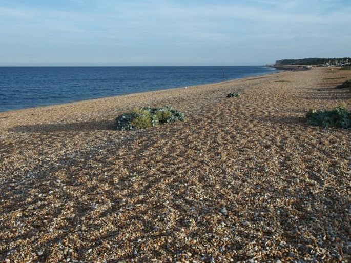 Crambe maritima