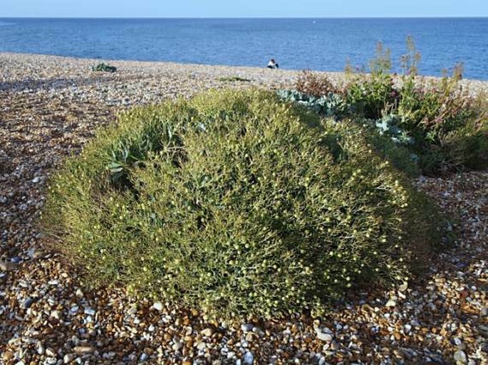 Crambe maritima