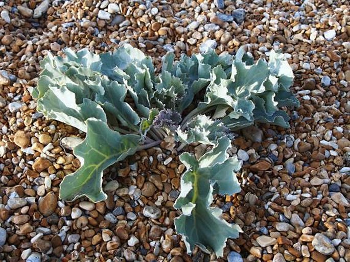 Crambe maritima