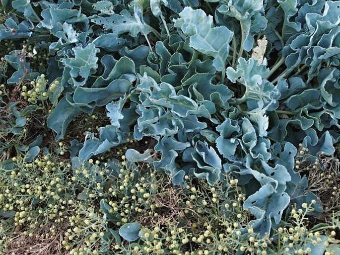 Crambe maritima