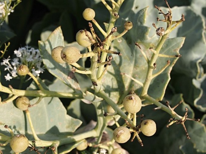 Crambe maritima