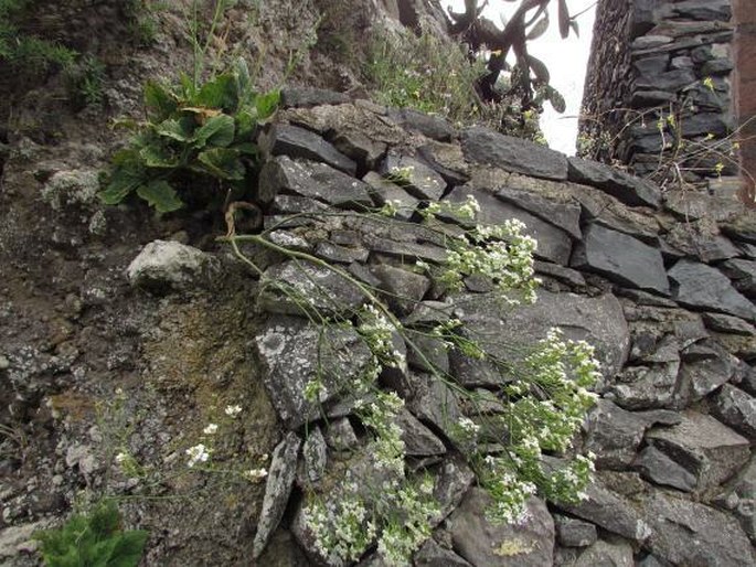 Crambe gomeraea