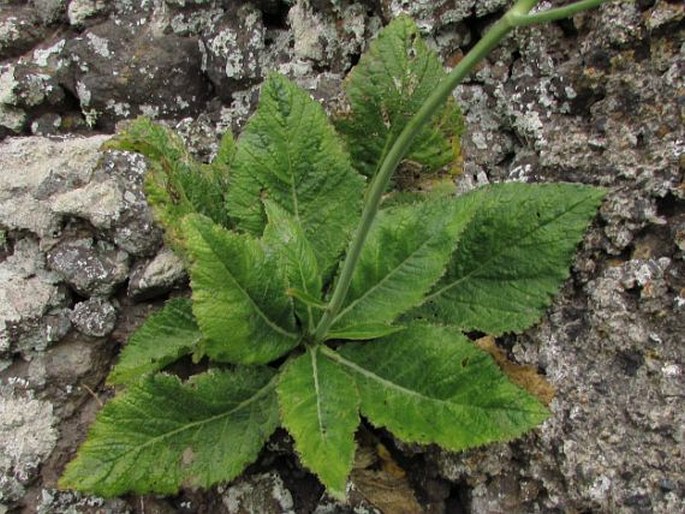 Crambe gomeraea