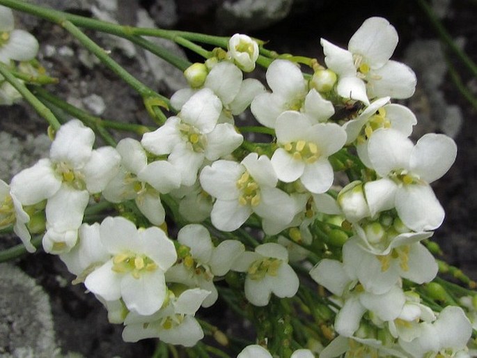 Crambe gomeraea